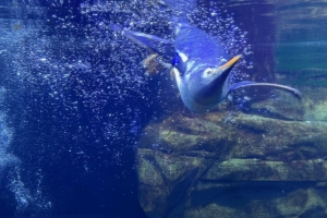 Aquarium 2.jpg